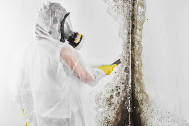 Professional Mold Removal in Monument, CO