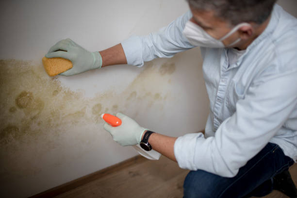 Best Mold Removal Specialists  in Monument, CO