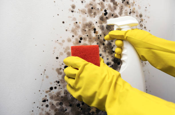 Best Black Mold Removal  in Monument, CO