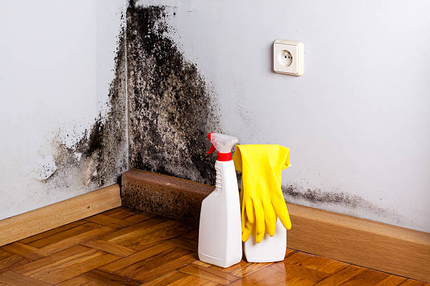 Office Mold Removal Services in Monument, CO