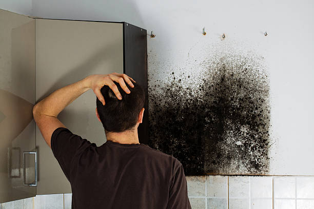 Best Local Mold Removal Service  in Monument, CO