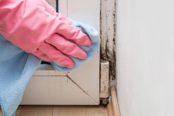 Best Toxic Mold Removal  in Monument, CO